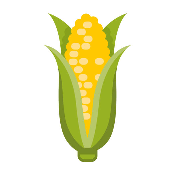 Maize Icon on Transparent Background A flat design icon on a transparent background (can be placed onto any colored background). File is built in the CMYK color space for optimal printing. Color swatches are global so it’s easy to change colors across the document. No transparencies, blends or gradients used. corn stock illustrations