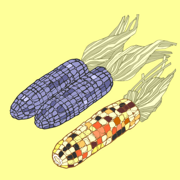 Maize vector art illustration