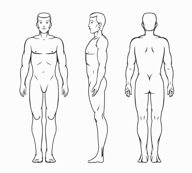 Male body vector illustration Male body, human design and people health and silhouette muscular, vector illustration male likeness stock illustrations