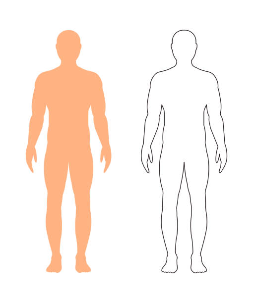 ilustraciones, imágenes clip art, dibujos animados e iconos de stock de silueta masculina (contorno) sobre fondo blanco, vector. - cuerpo humano