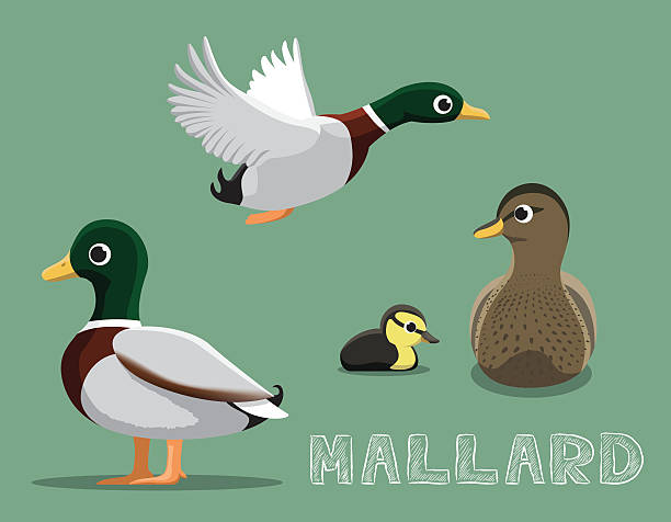 Mallard Cartoon Vector Illustration Animal Cartoon EPS10 File Format duck pond stock illustrations
