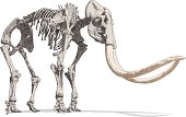 This Mammoth Skeleton illustration is constructed from vector stroke, waiting for you to use as it is, expand to a fill or convert to a brush of your choosing. Silhouette fill shapes behind. Various stoke sizes and colors are layered and grouped separately. Easily editable.