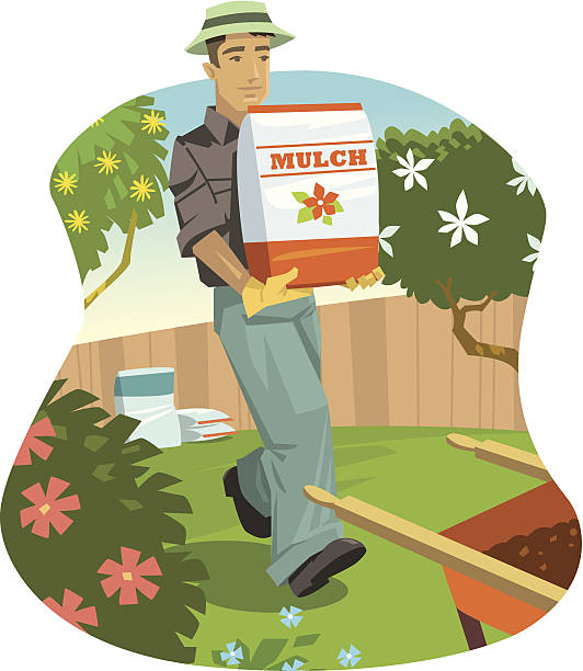 ilustraciones, imágenes clip art, dibujos animados e iconos de stock de hombre mulch yard c - mulch