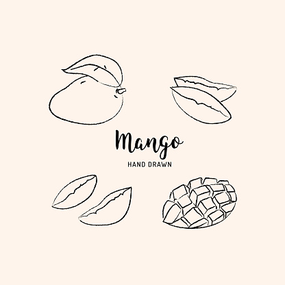 Mango Fruit Drawing Vector Hand Drawn Mango Sketch Of Mango On White Background Vector Icons Set Stock Illustration Download Image Now Istock,Squares Background