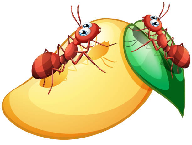 mango with ants mango with ants on a white background ant clipart pictures stock illustrations