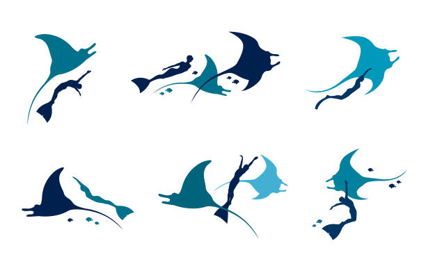 Manta and freediver. Vector set. Vector set with silhouette of freediver, mantas and fishes on a white background. manta ray stock illustrations