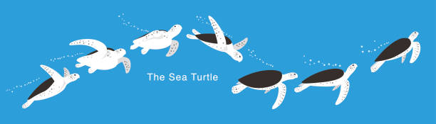 Many Sea Turtle swimming in the sea,  vector Sea Turtle swimming in the sea, a lot of swimming postures, swimming track turtle stock illustrations