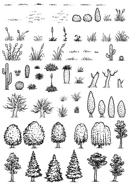 Map elements illustration, drawing, engraving, ink, line art, vector Illustration, what made by ink, then it was digitalized. cactus drawings stock illustrations