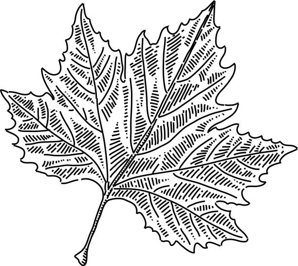 Maple leaf Drawing vector art illustration