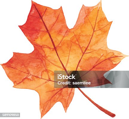 istock Maple Leaf in Autumn - Watercolor 589109850