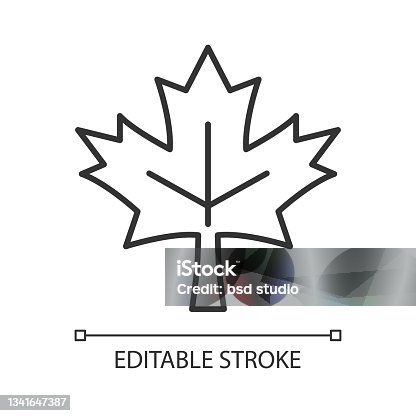 istock Maple leaf linear icon 1341647387