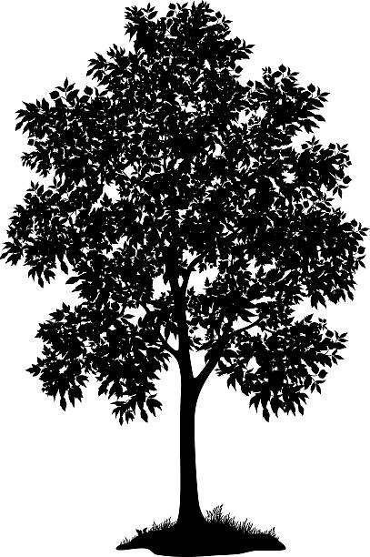 Maple tree and grass, silhouette Maple tree with leaves and grass, black silhouette on white background. Vector maple tree stock illustrations