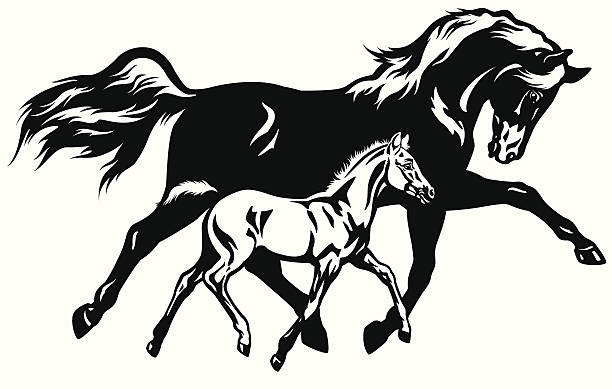 bildbanksillustrationer, clip art samt tecknat material och ikoner med mare with foal black white - foal