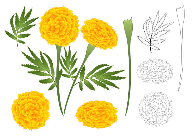 Marigold Flower Outline Marigold Flower Outline - Tagetes. Vector Illustration. isolated on White Background flower part stock illustrations