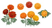istock Marigold or tagetes blooming red and orange flower 1326151297