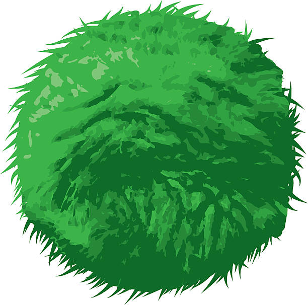 Marimo (Aegagropila linnaei), Japanese Seaweed Ball An illustration of the 'Marimo', a type of green algae that grows in a ball shape found in countries such as Japan, Australia, Iceland and Scotland. Download includes AI10 EPS and a high resolution JPEG. moss stock illustrations