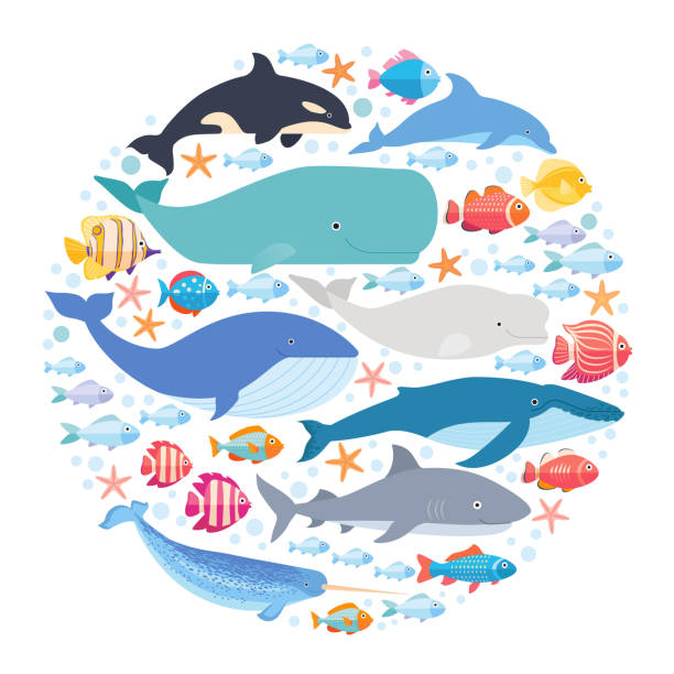 illustrations, cliparts, dessins animés et icônes de mammifères marins et poissons mis en cercle. narval, rorqual bleu, dauphin, béluga, rorqual à bosse, baleine boréale et cachalot vecteur isolé - beluga