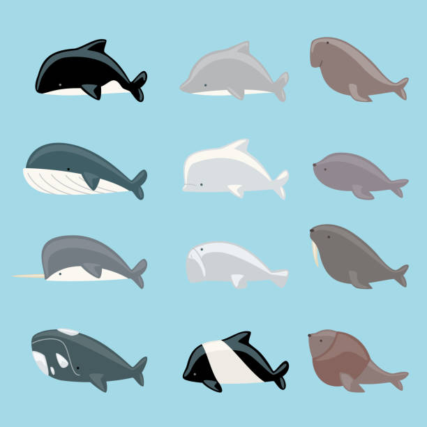 illustrations, cliparts, dessins animés et icônes de mammifères marins collection - beluga