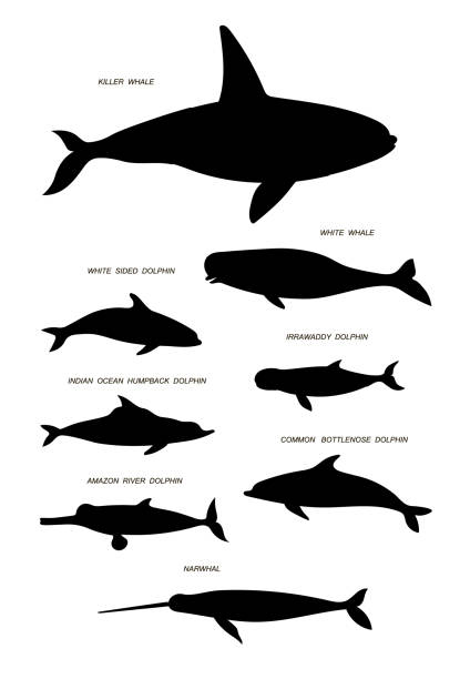 illustrations, cliparts, dessins animés et icônes de mammifères marins. ensemble d’image de silhouette de dessin noir de vecteur. - beluga