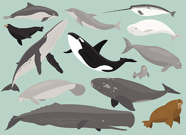 Marine Mammals 13 Marine Mammals in simplified flat vector cartoon including Porpoise, Dolphin,  beluga whale stock illustrations