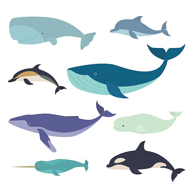 Marine mammals Vector illustration of whales and dolphins, such as narwhal, blue whale, dolphin, beluga whale, humpback whale and the sperm whale beluga whale stock illustrations
