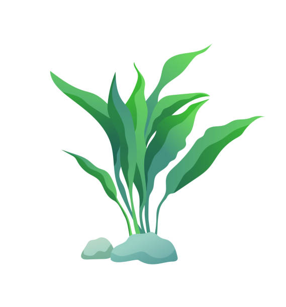 Sea Grass Material Illustrations, Royalty-Free Vector Graphics & Clip ...