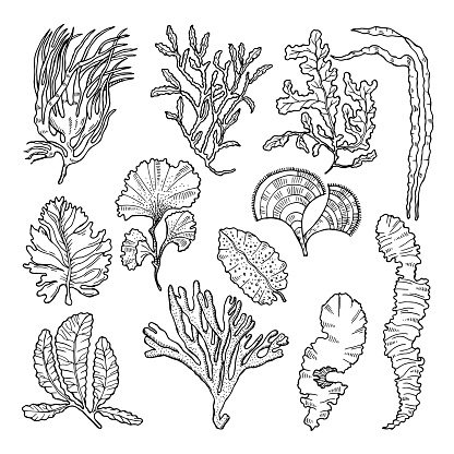 Marine sketch with different underwater plants. 