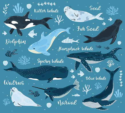 Marine whales. Dolphin, killer whale, narwhal, sperm whale and walrus, ocean undersea world animals. Underwater mammals vector illustrations