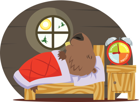 Marmot sleeping