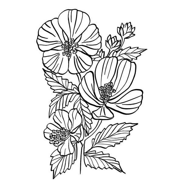 Marsh Mallow flower line art drawing vector art illustration