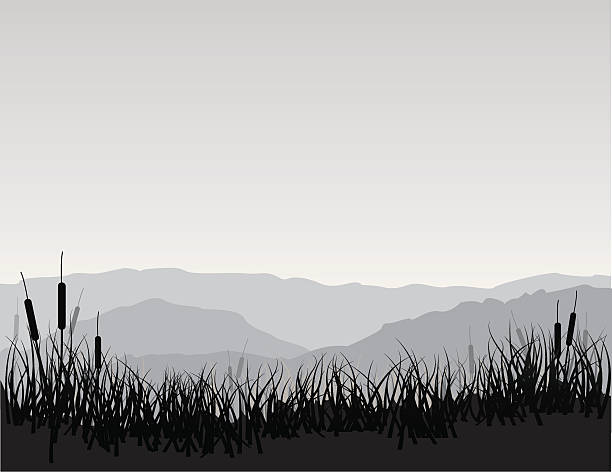 Marshland with Cattails Serene marshland scene with cattails, grass, and mountains. EPS, Layered PSD, High-Resolution JPG included. cattail stock illustrations