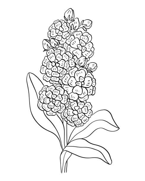 Matthiola summer flower black and white outline drawing coloring vector illustration vector art illustration