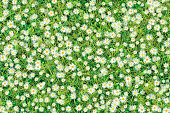 Meadow with green grass and white daisy flowers viewed from above. Floral background, springtime season. The illustration is designed to make a smooth seamless pattern if you duplicate it vertically and horizontally to cover more space.