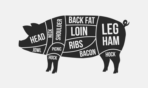 고기 인하. 돼지고기의 인하입니다. 흰색 배경에 고립 된 돼지 실루엣입니다. 정육점에 대 한 빈티지 포스터입니다. 레트로 다이어그램입니다. 벡터 일러스트 레이 션 - 정육점 주인 stock illustrations