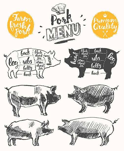 Meat menu template scheme pork cuts drawn vector Vintage restaurant meat menu template American scheme of pork cuts hand drawn vector illustration pig drawings stock illustrations