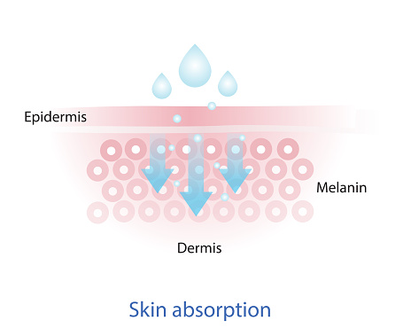 The mechanism of nutrient absorption through skin layer vector on white background. Infographic of skin absorption vector.