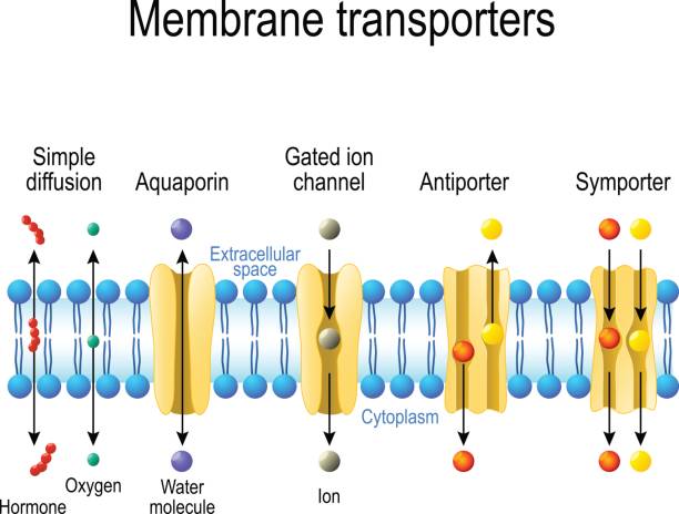 Mechanisms for the transport of ions and molecules across cell membranes Mechanisms for the transport of ions and molecules across cell membranes. Types of a channel in the cell membrane: simple diffusion, Aquaporin, Gated ion channel, Symporter and Antiporter potassium stock illustrations