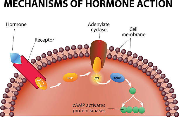 mechanisms of hormone action Hormones bind to receptors on the plasma membrane. The hormone itself is the first messenger. Binding to the receptors activates a second messenger inside the cell. The second messenger causes intracellular effects receptor stock illustrations