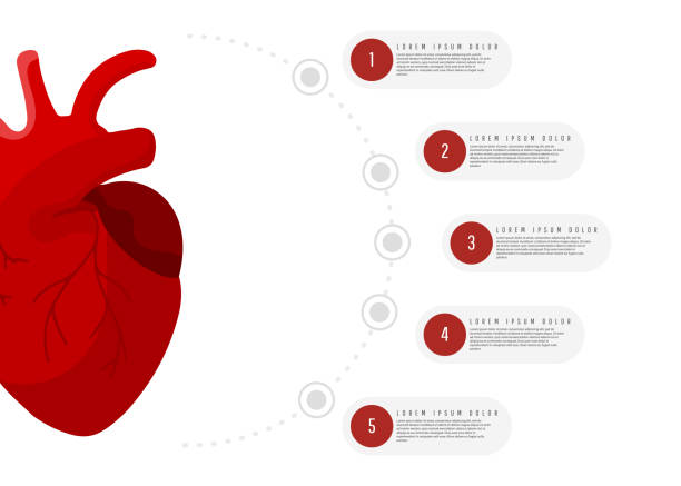 медицинская концепция инфографики красного органа сердца человека с круглыми элементами с текстом на белом фоне - laporta stock illustrations
