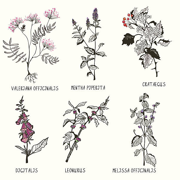 Medical herbs for heart problems and cardiology vector art illustration