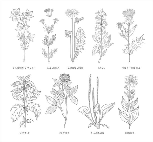 illustrations, cliparts, dessins animés et icônes de vecteur série de médecine herbes. hannddrawn style - valeriane