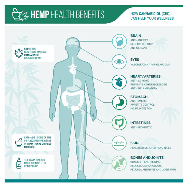 Medicinal hemp health benefits Medicinal hemp health benefits vector infographic with human body and icons marijuana herbal cannabis stock illustrations