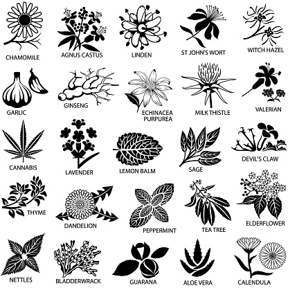 Medicinal Herbs Icons Set