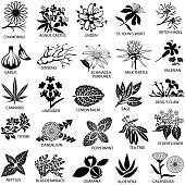 Single colour icons of herbs commonly used for medicinal purposes. Isolated.