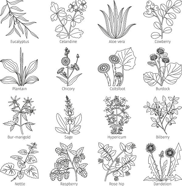 Heather Flower Illustrations, Royalty-Free Vector Graphics & Clip Art ...