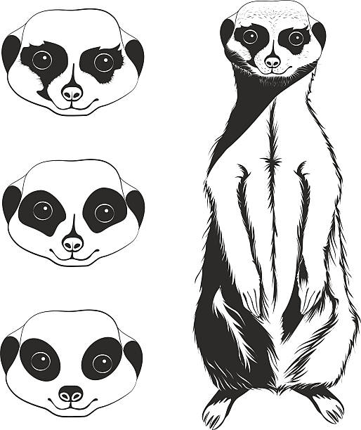 best meerkat illustrations royaltyfree vector graphics