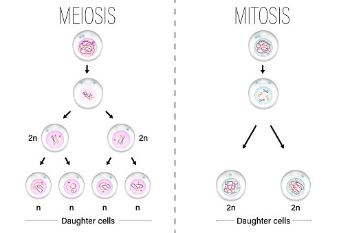 Mitosis Versus Meiosis Clipart Kostenlos Vektor Bilder Download