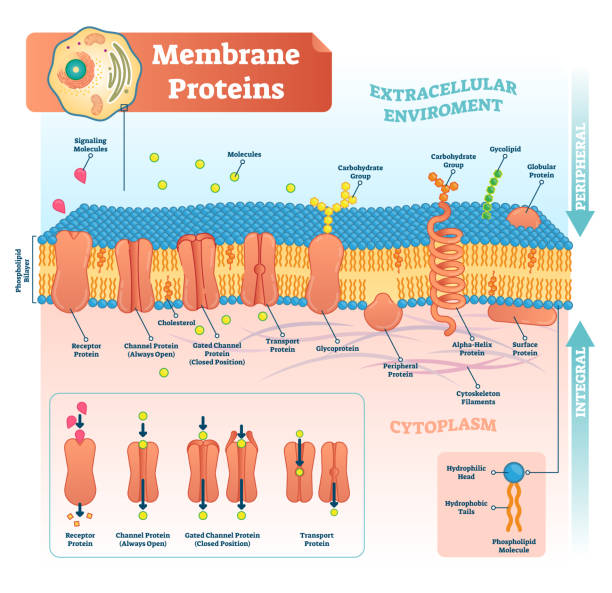 Membrane proteins labeled vector illustration. Detailed structure scheme. Membrane proteins labeled vector illustration. Detailed microscopic structure scheme. Anatomical diagram with receptor, open channel, closed gated and transport protein. membrane stock illustrations