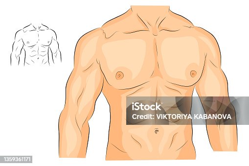 istock men s body arms shoulders chest and abs. 1359361171