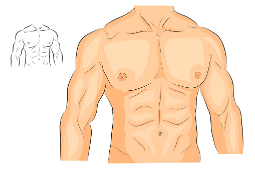 illustration of a male body arms shoulders chest and abs. bodybuilding